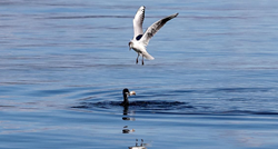 Fotograf uhvatio zanimljiv prizor na Ugljanu: Gnjurac i galeb se borili za ribu