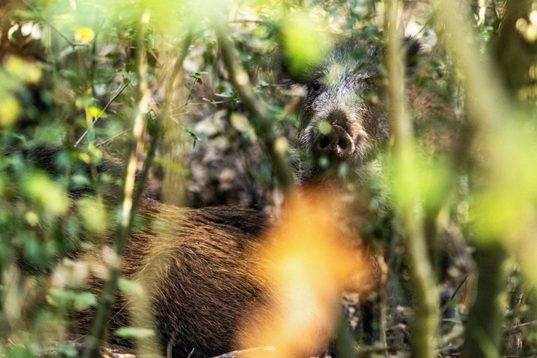 Pojavila se afrička svinjska kuga kod divljih svinja u Osječko-baranjskoj županiji