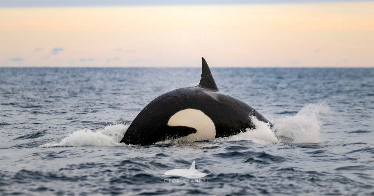 Povijesni trenutak: Znanstvenici prvi put snimili rođenje orke
