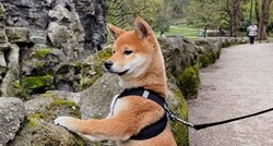 Shiba inu: Zanimljivosti o jednoj od najstarijih pasmina pasa