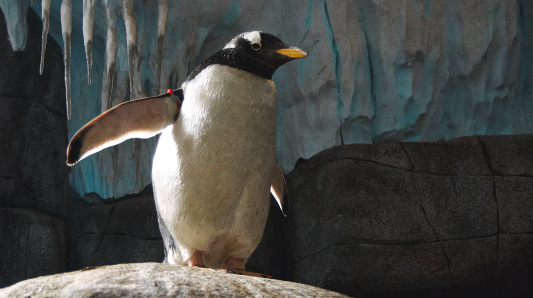 Njemački zoo u strahu: Morat ćemo ubiti neke životinje da bismo njima nahranili druge