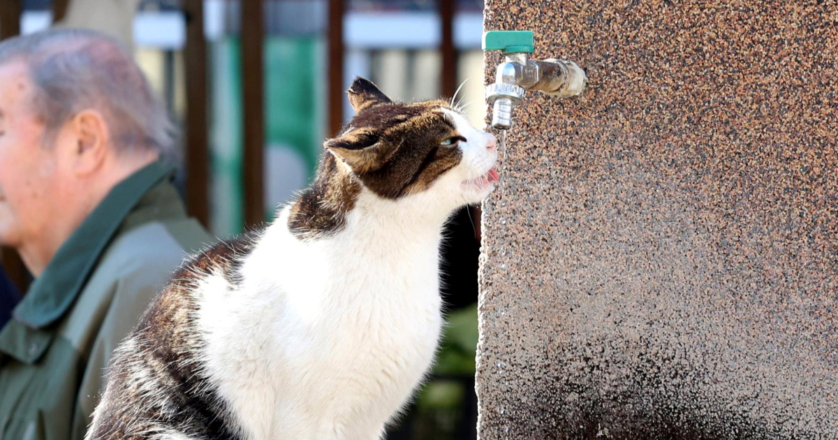 Simpatičan prizor: Mačka Mišela sama pila vodu iz česme na tržnici u Šibeniku
