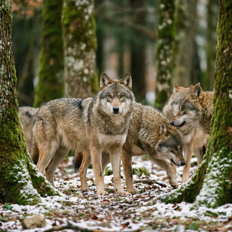 U engleskom parku uspavali cijeli čopor vukova, objasnili su zašto