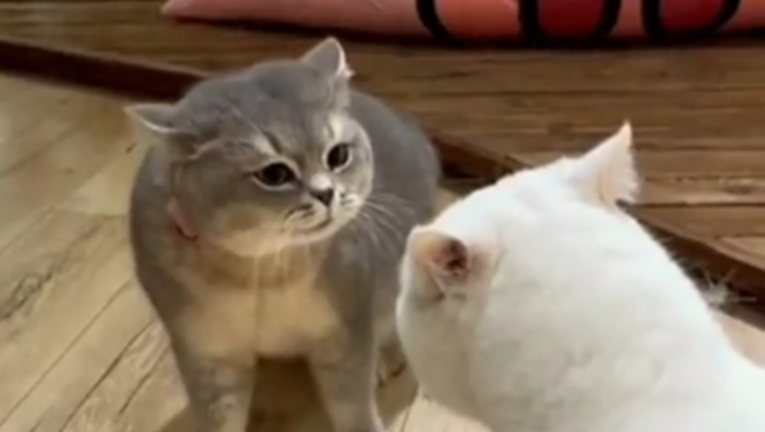 Ljudi se ne mogu prestati smijati "razgovoru" između dvije mačke: Ovo je predobro