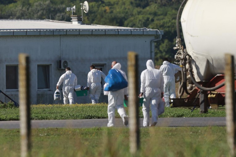 Blagi pad zaraze afričkom svinjskom kugom u Srbiji, u Srijemu i dalje kritično