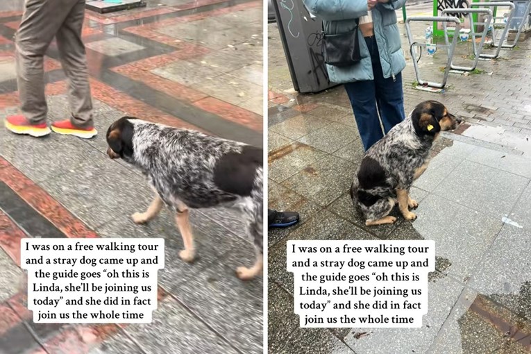 Pas lutalica vodio turiste po Skoplju i postao hit na TikToku