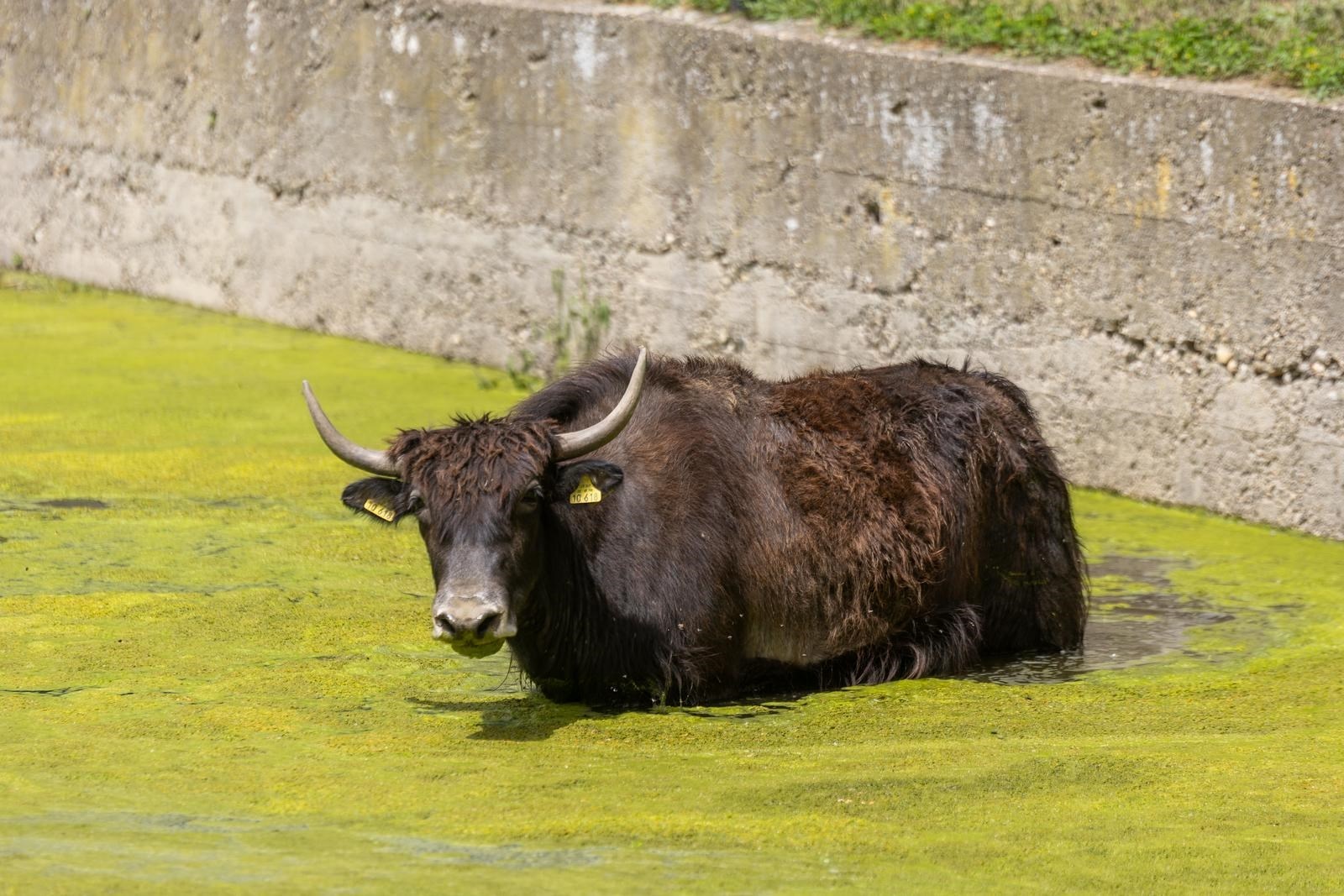 VIDEO Zbog visokog vodostaja Drave poplavljen dio nastambi u osječkom ZOO-u