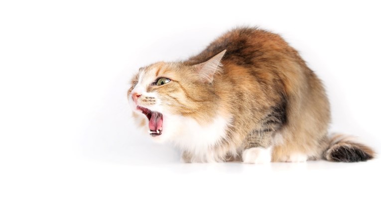 Kako spasiti mačku od gušenja?