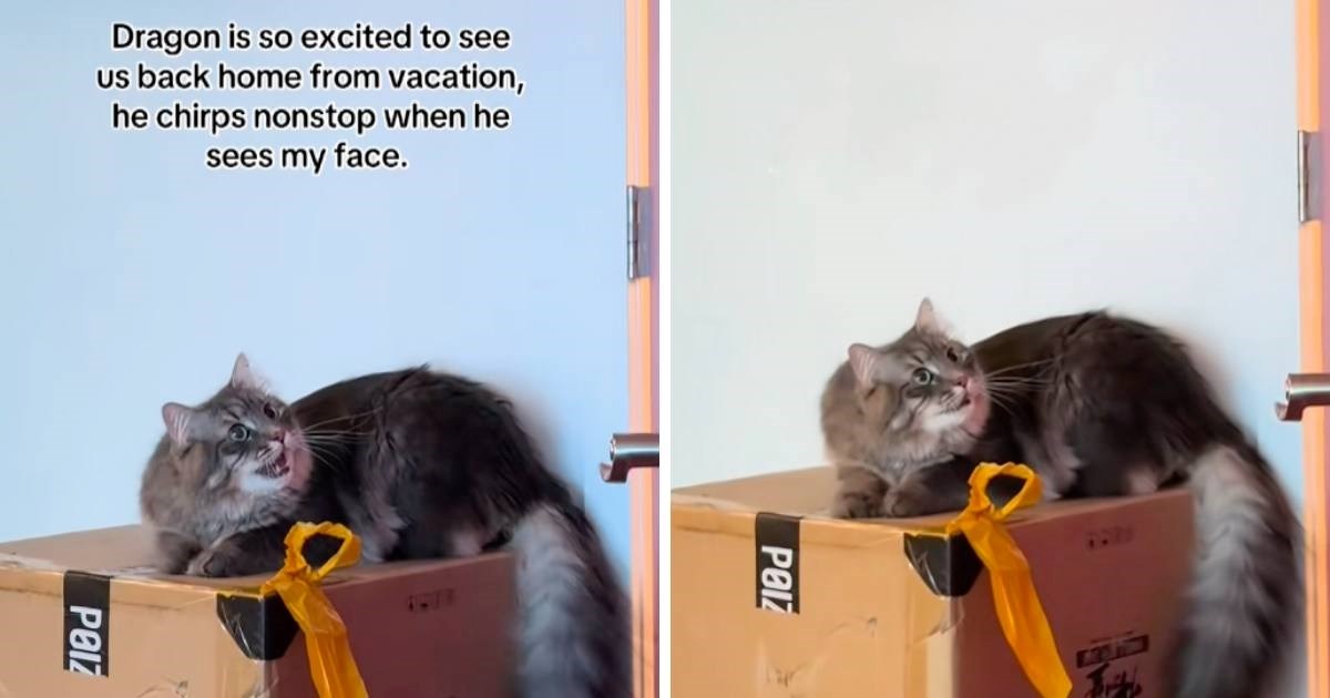 Mačak nije mogao prikriti sreću i uzbuđenje zbog povratka vlasnika s putovanja