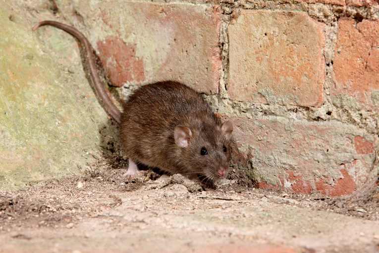Hepatitis prešao sa štakora na ljude, liječnici zabrinuti