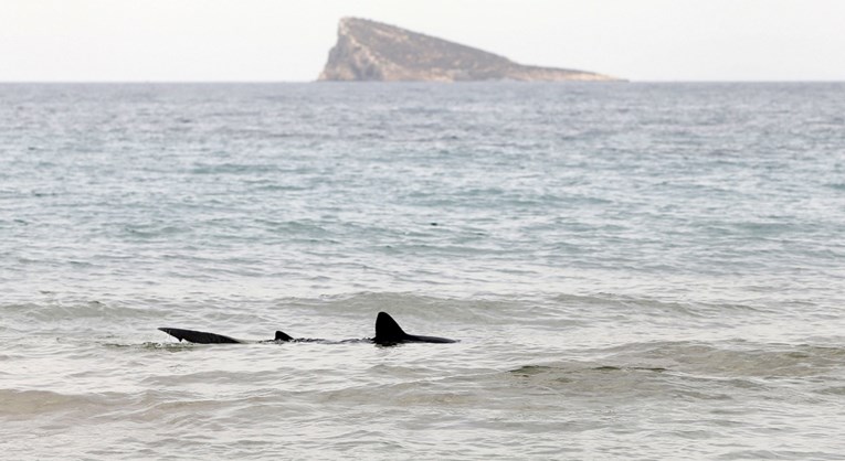 Ribara kod portugalske obale ugrizao morski pas. Helikopterom je prebačen u bolnicu