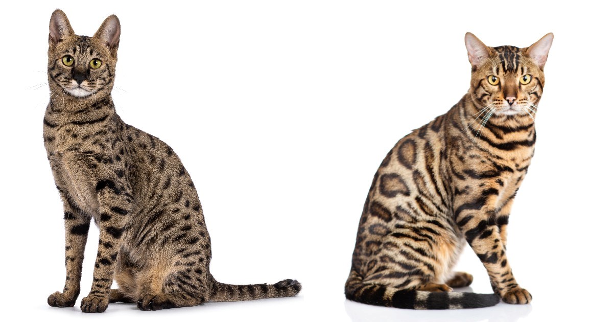 Savannah i bengalska mačka: Koje su razlike između ove dvije pasmine?