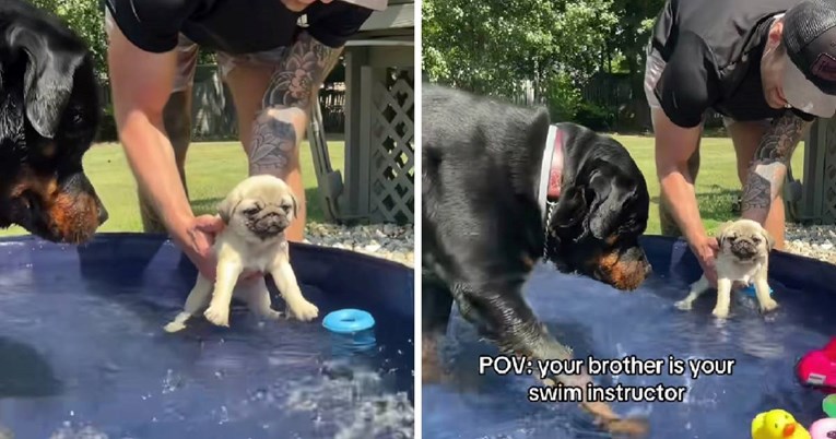 Ova snimka će vam otopiti srce: Veliki pas uči malenog kako plivati