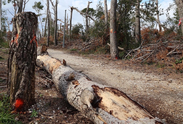 Počelo uklanjanje 4000 oštećenih stabala na Marjanu, novi problemi s potkornjakom