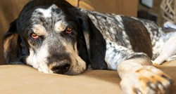 Znate li kada je vaš pas ostario i kako mu možete pomoći?
