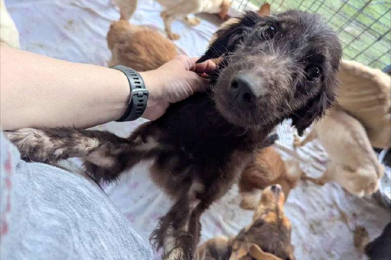Ispitana žena (76) koja je s pokojnim mužem mučila pse i mačke kod Rijeke