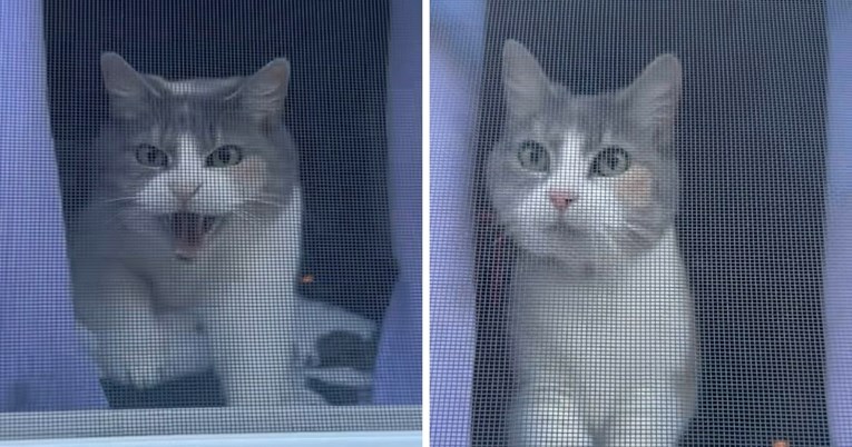 Mačka branila kuću od "uljeza", evo kako je reagirala kada je prepoznala vlasnicu