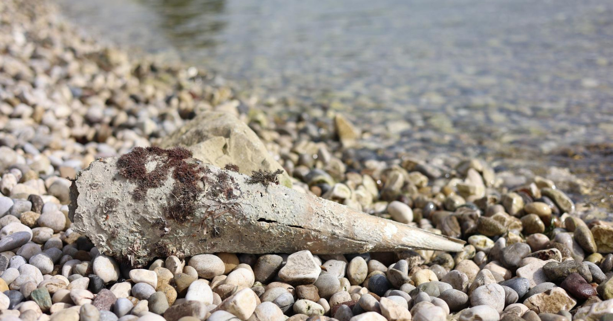 Na plaži u Kaštel Lukšiću more izbacilo ljušturu periske