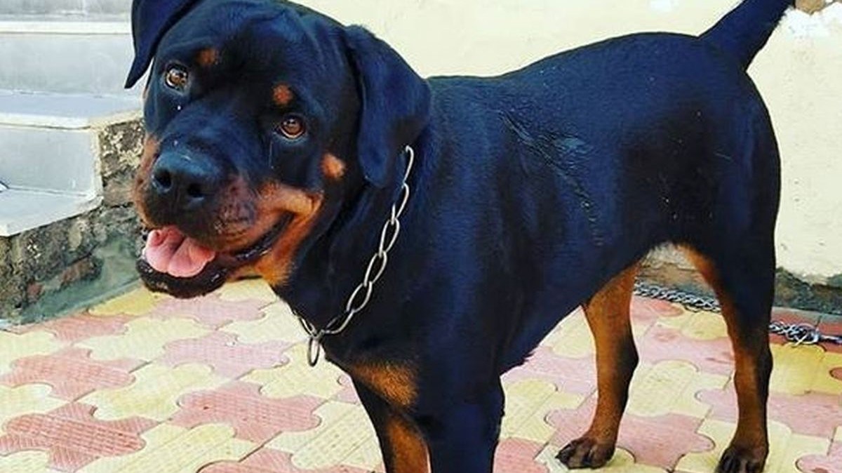 koje su pasmine napravile rottweilera