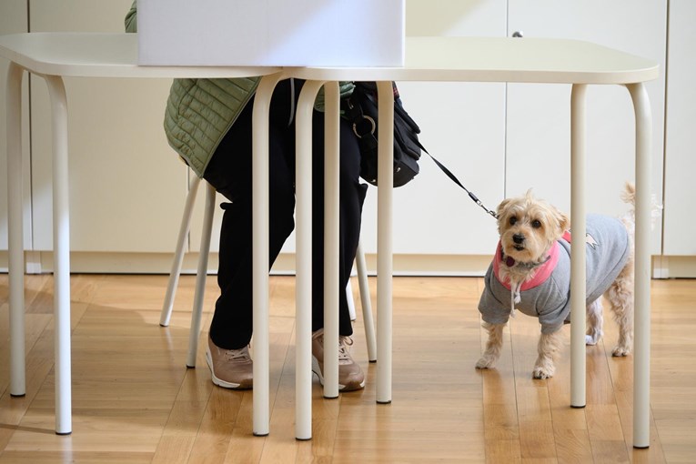 Fotka dana: Preslatki psić strpljivo je čekao vlasnicu da glasa na biračkom mjestu