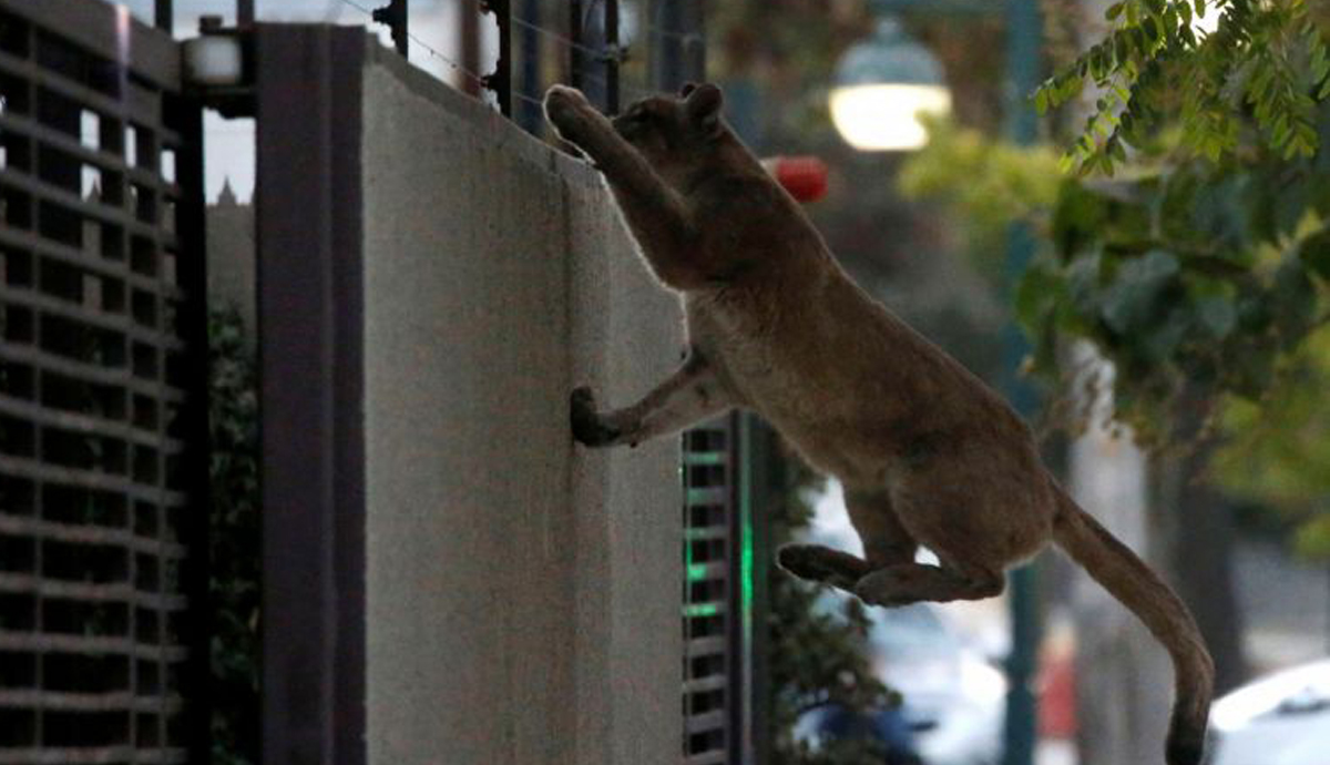 Divlja puma lutala pustim Santiagom u vrijeme policijskog sata