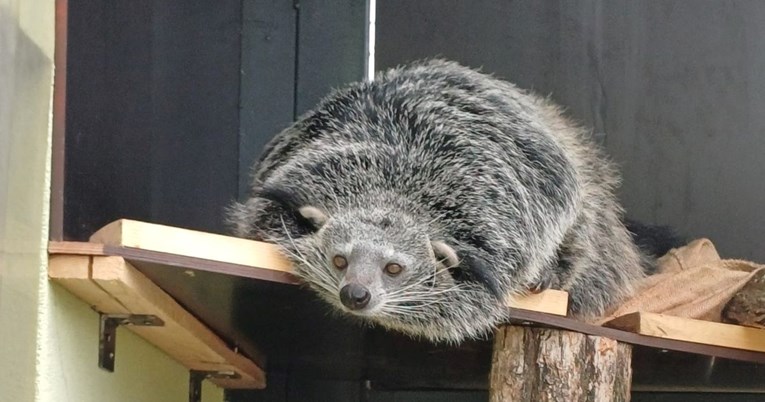 U ZOO Osijek stigao je binturong: Upoznajte neobičnog sisavca koji miriše na kokice