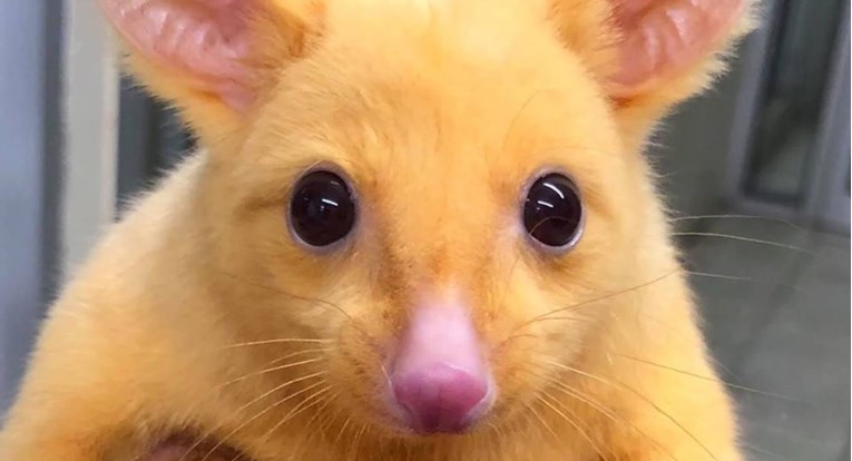Veterinari spasili rijetkog zlatnog oposuma, ljudi su uvjereni da je to Pikachu