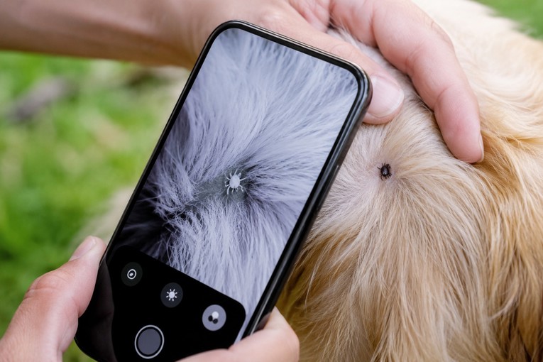 Malo ljudi zna za trik s mobitelom koji pomaže pronaći krpelje