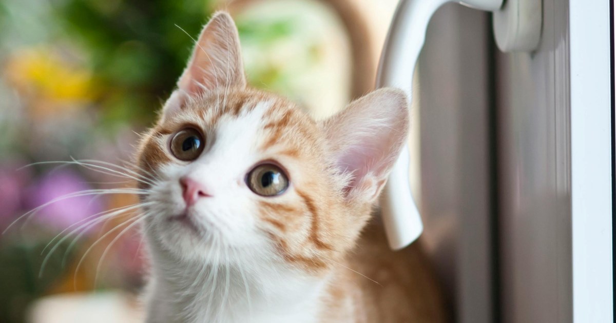 Pet glavnih razloga zašto neki ljudi jednostavno ne vole mačke