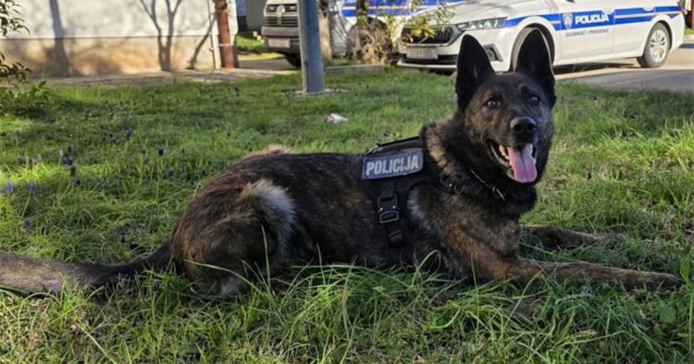 Policijski pas Gana u kombiju na A1 nanjušio kokain