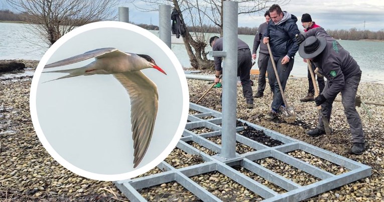 Na jezeru Rakitje postavljena platforma za gniježđenje ugroženih crvenokljunih čigri