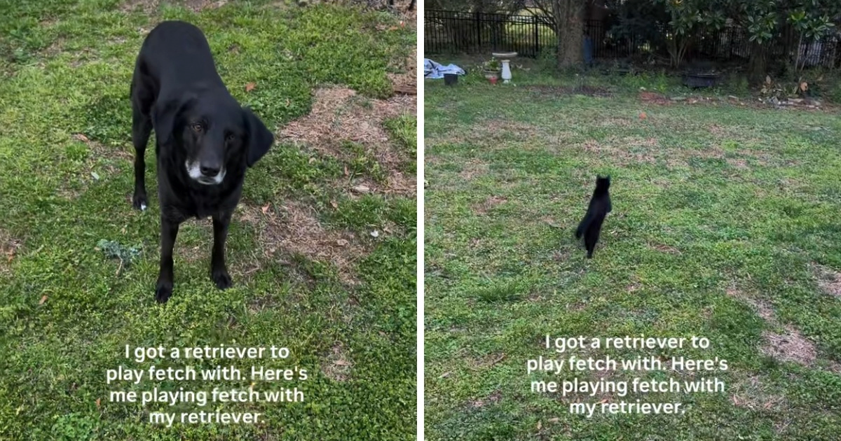 Mačka preuzela ulogu retrivera: Umjesto psa, ona donosi lopticu