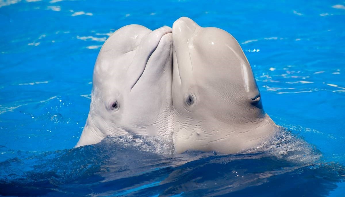 Napokon znamo zašto neki kitovi prolaze kroz menopauzu