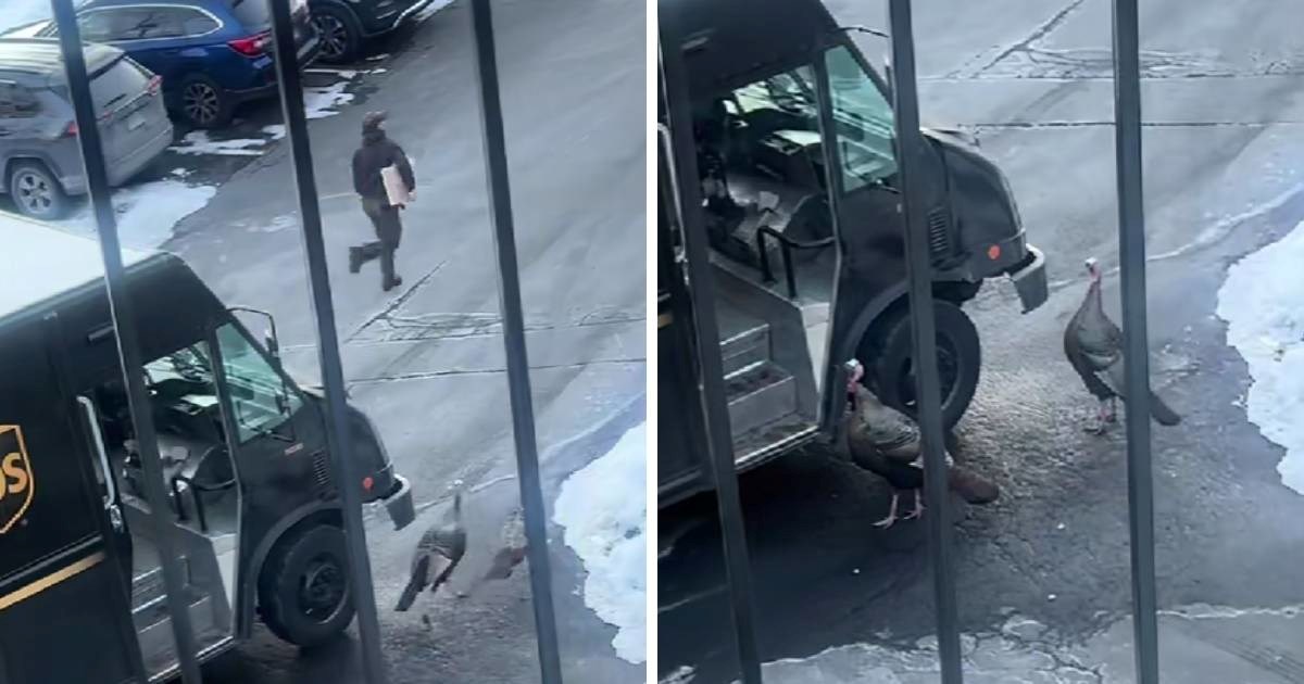 "Mislila sam da se netko tuče": Žena snimila dostavljača u "borbi" s puranima 😁