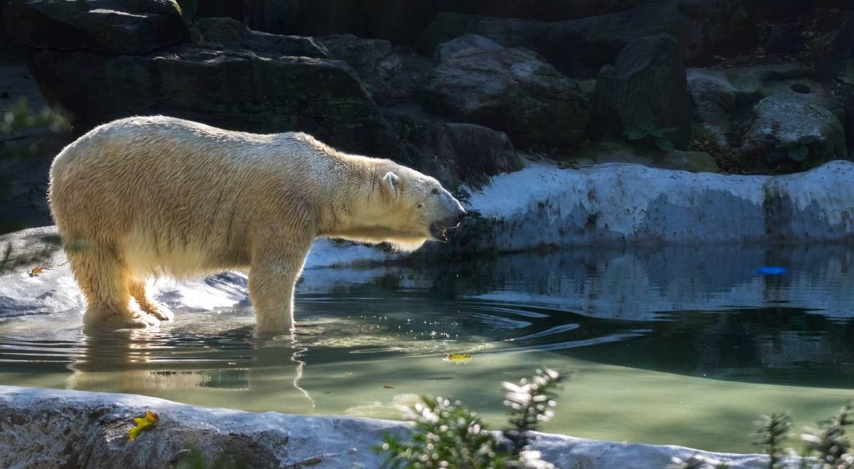 Studija pokazala kada bi moglo doći do šestog masovnog izumiranja