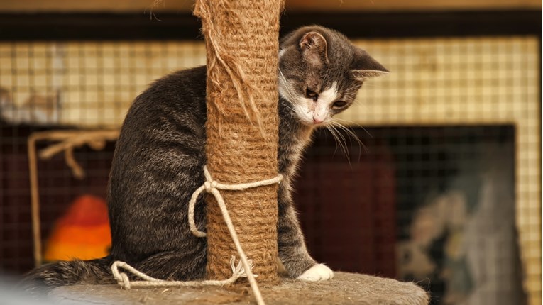 Zašto mačke bruse nokte i kako im možete pomoći a da vam ne unište kuću