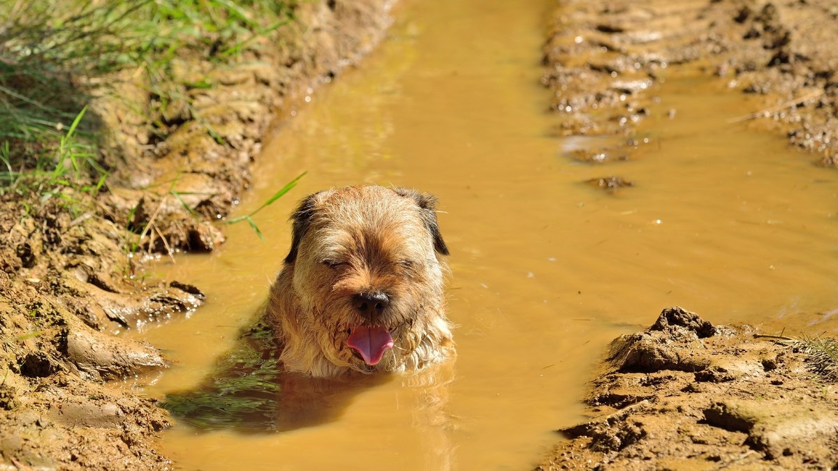 Leptospiroza je opaka bolest koja se prenosi izravnim kontaktom