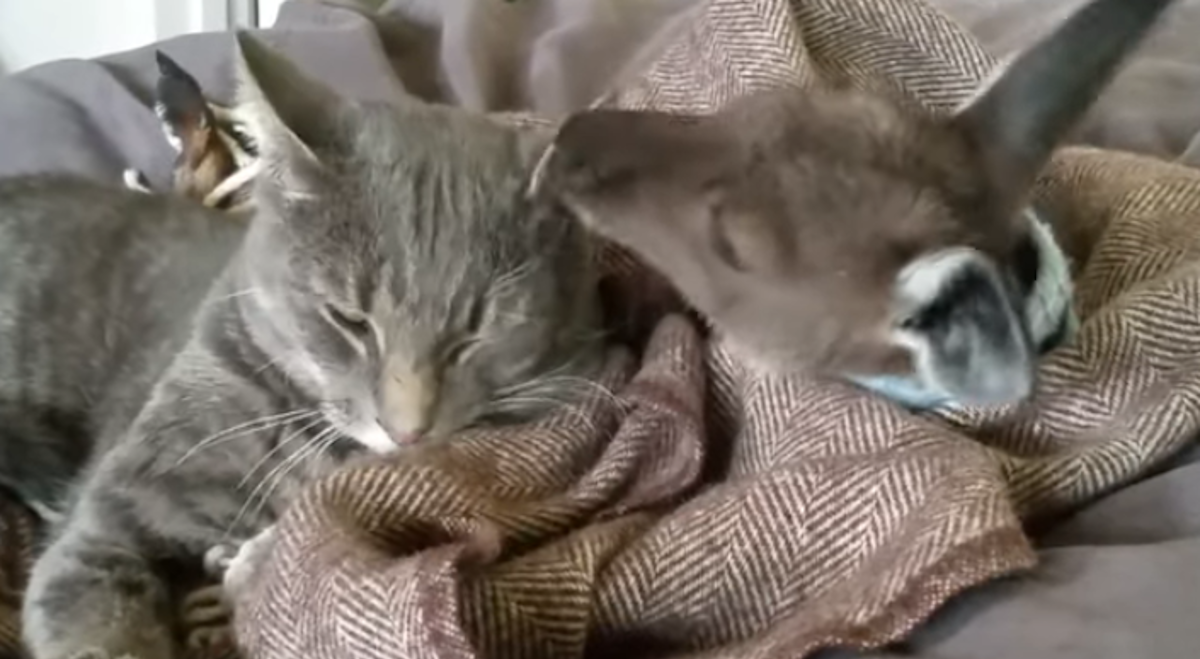 Klokan i mačak najbolji su prijatelji, a ovo je njihova najdraža aktivnost