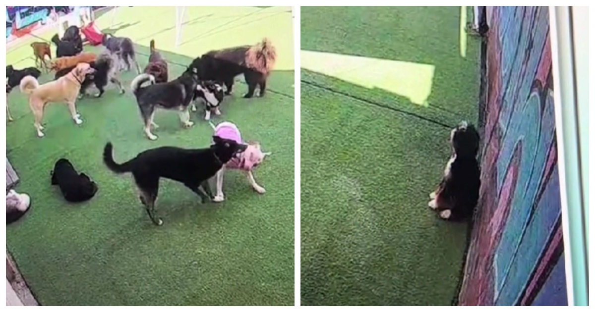 Vlasnica provjerila kako se njezin pas snalazi prvi dan u vrtiću, prizor ganuo ljude