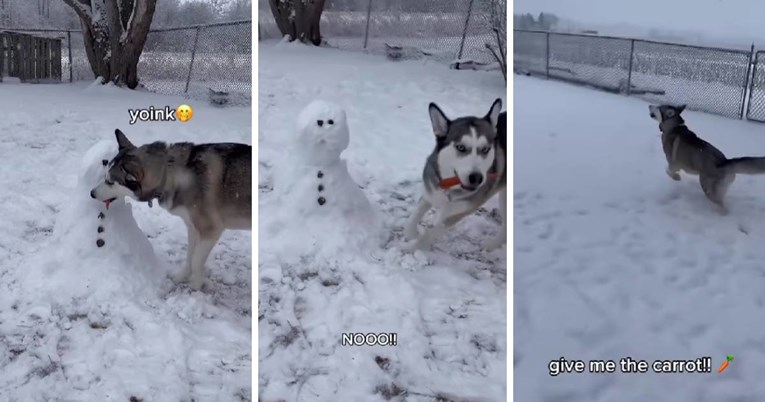 Vlasnica je haskici napravila snjegovića, ono što je uslijedilo nije očekivala 🤭