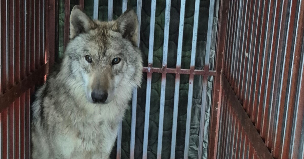 FOTO Iz zoološkog u Južnoj Koreji pobjegao vuk, uhvatili ga nakon devet dana