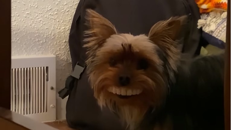 Pas ukrao vlasnikovu protezu za zube, video je urnebesan