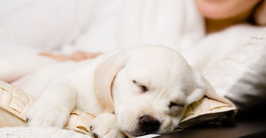 Saznajte što položaj u kojem spava govori o vašem psu