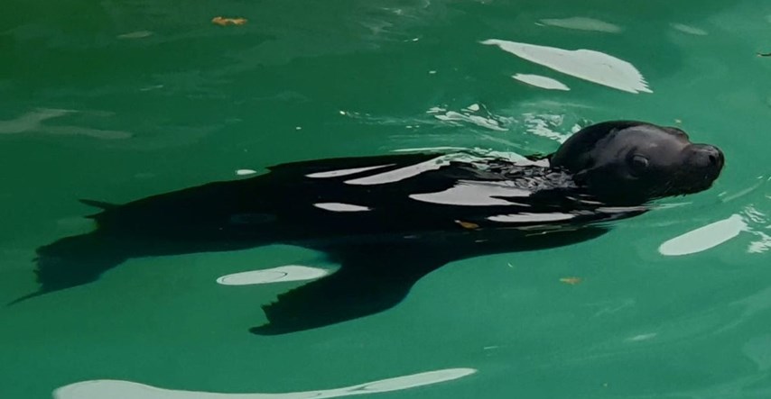 Najmlađi morski lav u zagrebačkom Zoološkom vrtu dobio ime koje su odabrali građani