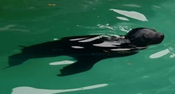 Najmlađi morski lav u zagrebačkom Zoološkom vrtu dobio ime koje su odabrali građani