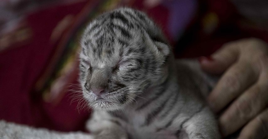 Na svijet došlo bijelo mladunče bengalske tigrice, majka ga odbacila...