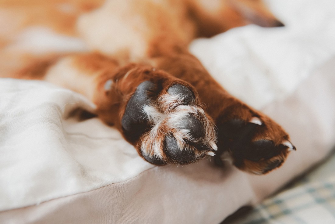 Veterinarka upozorava: Obavezno psu očistite šape nakon šetnje