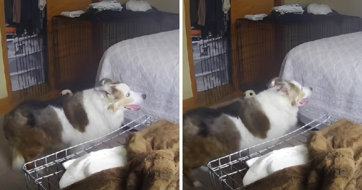 Starija kujica ne može skočiti na krevet, snimka je dirnula internet