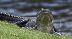 Aligator ubio Amerikanku koja je šetala psa uz golf-terene