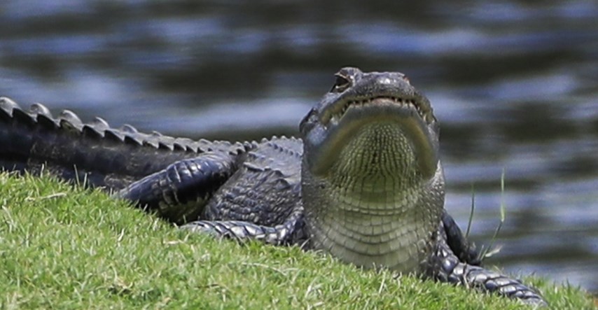Aligator ubio Amerikanku koja je šetala psa uz golf-terene